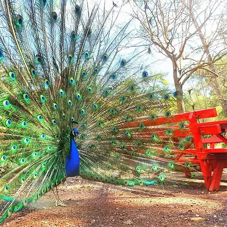 Eskibeyaz/olympos Lodge *