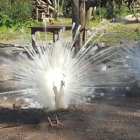 Eskibeyaz/olympos Lodge Olympos