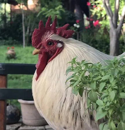 Eskibeyaz/olympos Olympos