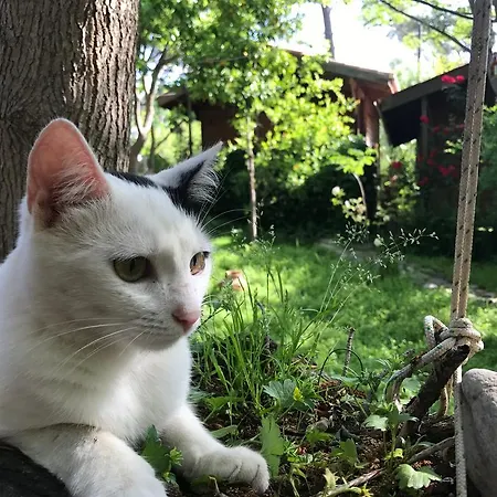 Eskibeyaz/olympos * Olympos