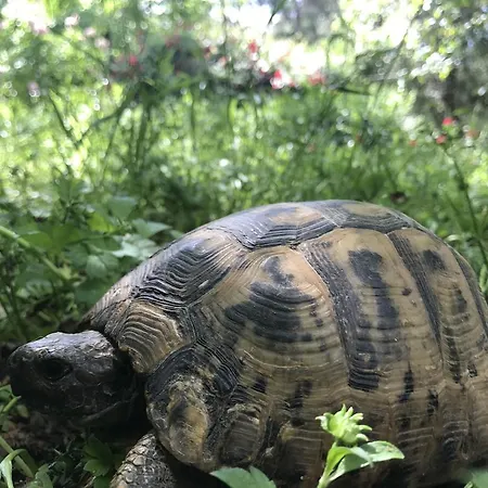 Eskibeyaz/olympos Lodge