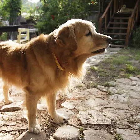 Alojamento de Turismo Selvagem Eskibeyaz/olympos *