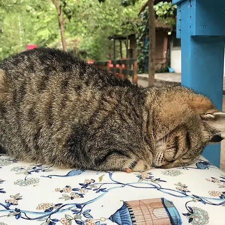 Eskibeyaz/olympos * Olympos