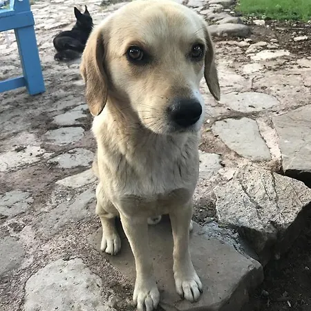 Alojamento de Turismo Selvagem Eskibeyaz/olympos