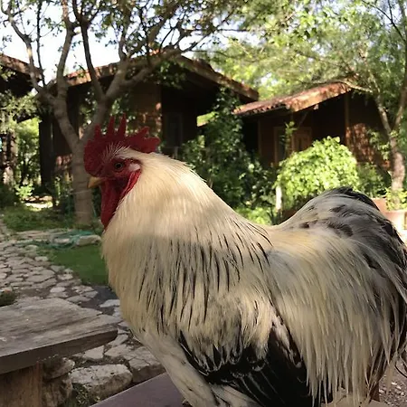 Eskibeyaz/olympos Lodge *